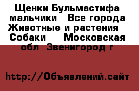 Щенки Бульмастифа мальчики - Все города Животные и растения » Собаки   . Московская обл.,Звенигород г.